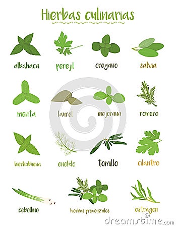 Set of 15 different culinary herbs in cartoon style. Spanish names. Vector Illustration