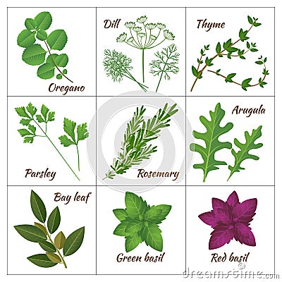 Set of different culinary herbs or medicinal, curative aromatic herbs and spices Vector Illustration