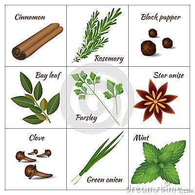 Set of different culinary herbs or medicinal, curative aromatic herbs and spices Vector Illustration