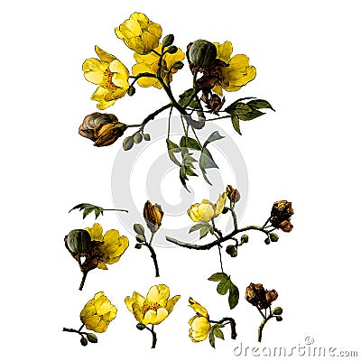 Set of different elements of flowering branches of the cochlospermum tree with yellow flower buds and leaves Vector Illustration