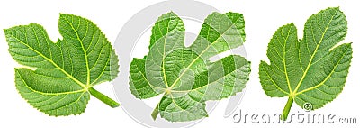 Set of different fig leaves isolated on white background. File contains clipping paths Stock Photo