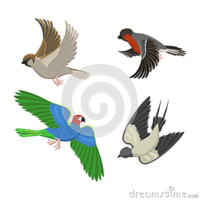 Set of different flying birds vector illustration. Vector Illustration