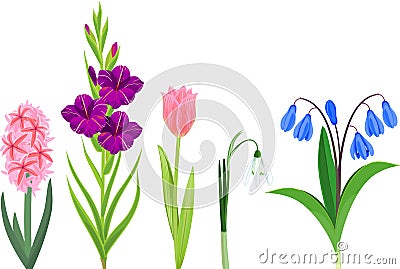 Set of different garden flowers Vector Illustration
