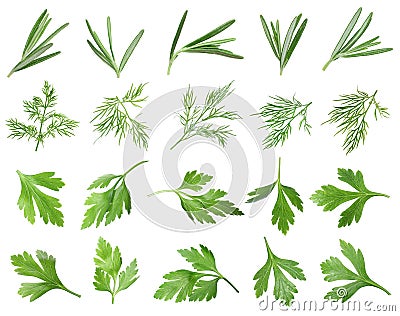 Set with different greens isolated on white. Parsley, rosemary and dill Stock Photo