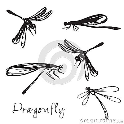 Set of different hand drawn dragonflies Vector Illustration