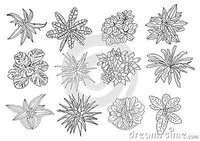 Set of different house plants top view vector. Vector Illustration