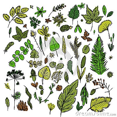 Set of different leaves and branches drawn in the style of children`s drawing fast by hand Vector Illustration