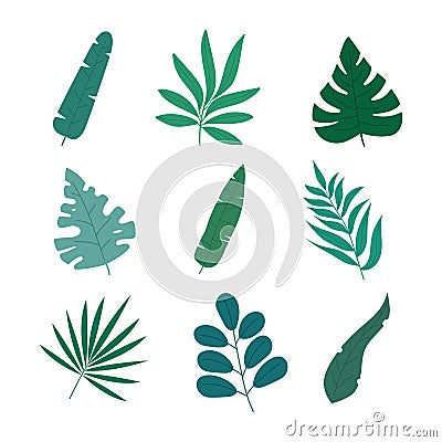 Set of 9 different leaves in modern colored flat style, isolated on white background. Vector Illustration Stock Photo