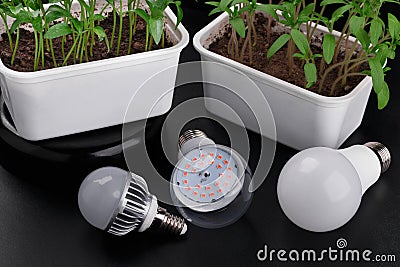 Set with different LED bulbs and growing sprouts. High angle view Stock Photo