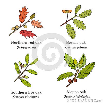 Set of different oak branches Vector Illustration