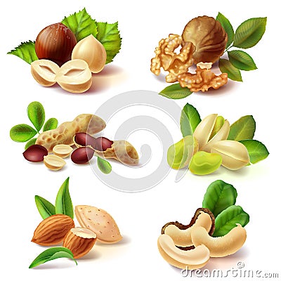 Different nuts realistic set Cartoon Illustration