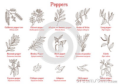 Set of different peppers Vector Illustration