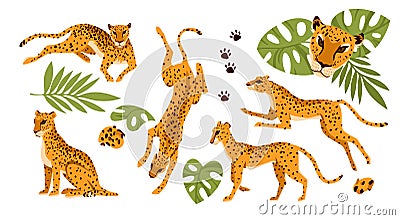 Set of different poses of wild leopard Vector Illustration