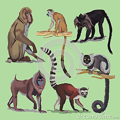 Set with different primates, monkeys animals collection. macaque lemur Japanese long-tailed macaque Maned mangabey or Vector Illustration
