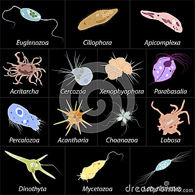 Set of different single-celled eukaryote Protozoas, Vector illustration Vector Illustration