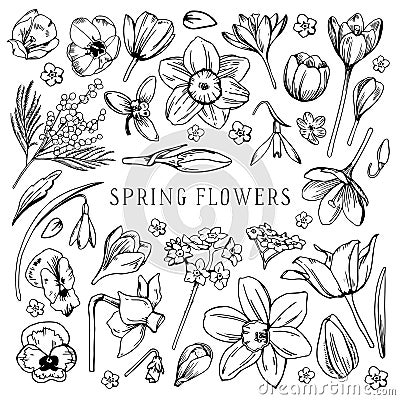 Set of different spring flowers. Tulip, narcissus, pansy, snowdrop, mimosa. Hand drawn outline Vector Illustration