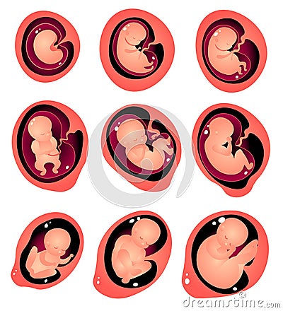 Set of different stage of baby growth internal mother tummy Vector Illustration