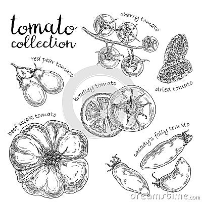 Set of different tomato. Hand drawn graphic. Cartoon Illustration