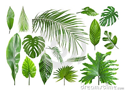 Set of different tropical leaves Stock Photo