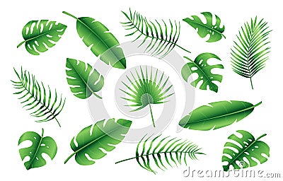 Set of different tropical palm leaves, jungle Monstera, Calathea, fern leaves. Exotic collection of green gradient plant. Hand Vector Illustration