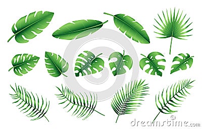 Set of different tropical palm leaves, jungle Monstera, Calathea, fern leaves. Exotic collection of green gradient plant. Hand Vector Illustration