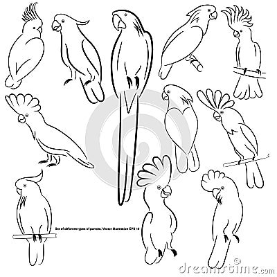 A set of different types of parrots, sketch, outline Vector Illustration