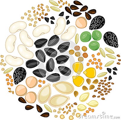 Set of different vegetable plant seeds Vector Illustration