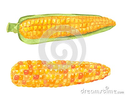 Set of different vegetables, hand drawn watercolor illustration. Corn. Cartoon Illustration