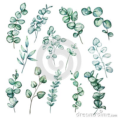 Set of different watercolor eucalyptus round leaves and branches Vector Illustration