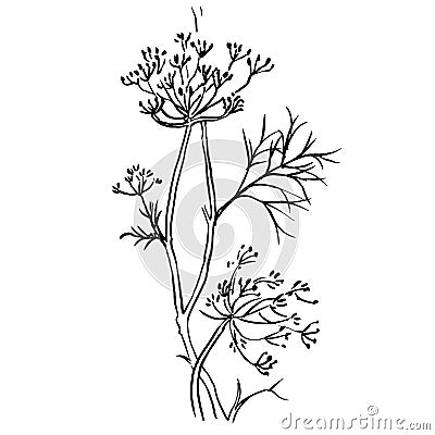Set of dill on white background. Hand Vector Illustration