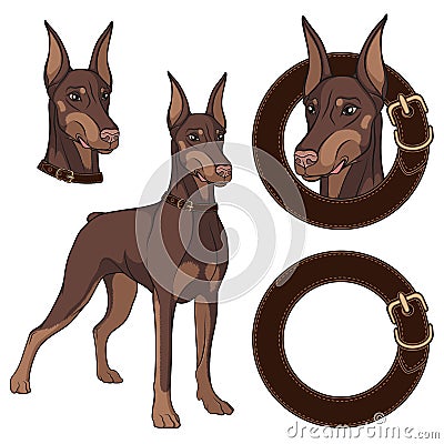 Set of Doberman colored illustrations in a collar. Vector Illustration