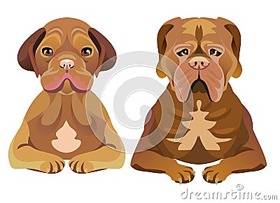 Set of dogs looking forward Vector Illustration