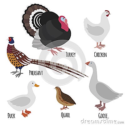 Set of domestic fowl, poultry farm cartoon birds Vector Illustration
