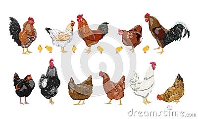 A set of domestic hens, roosters and chickens of different colors and breeds. Vector Illustration