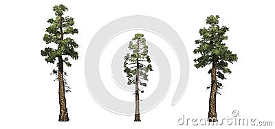 Set of Douglas Fir trees Stock Photo