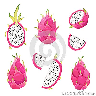 Set of dragon fruits and pitaya illustration design elements. Hand drawn in watercolor style for summer romantic cover Vector Illustration