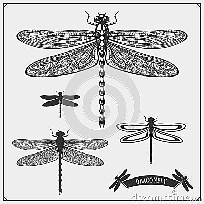 Set of dragonflies. Vector. Vector Illustration