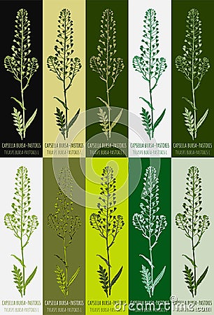 Set of drawing of CAPSELLA BURSA-PASTORIS in various colors. Hand drawn illustration. Latin name THLASPI BURSA-PASTORIS L Cartoon Illustration