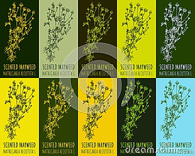 Set of drawing of WILD CHAMOMILE in various colors. Hand drawn illustration. Latin name MATRICARIA CHAMOMILLA L Vector Illustration