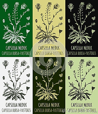 Set of drawings CAPSELLA BURSA-PASTORIS in different colors. Hand drawn illustration. Latin name Capsella MEDIK Vector Illustration