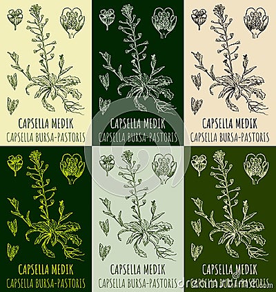 Set of drawings CAPSELLA BURSA-PASTORIS in different colors. Hand drawn illustration. Latin name Capsella MEDIK Cartoon Illustration