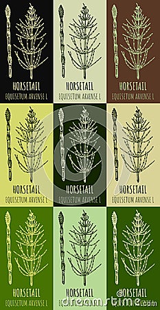 Set of drawings FIELD HORSETAIL in different colors. Hand drawn illustration. Latin name EQUISETUM ARVENSE L Cartoon Illustration