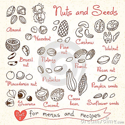 Set drawings of nuts and seeds for design menus Vector Illustration