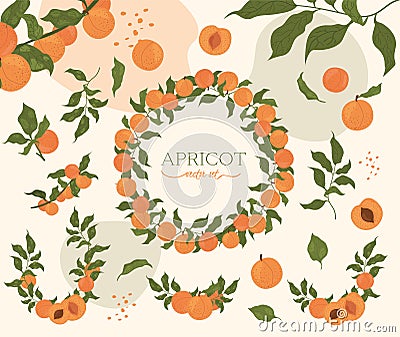 Set of drawn apricots. Vector illustration. Isolated elements for design Vector Illustration