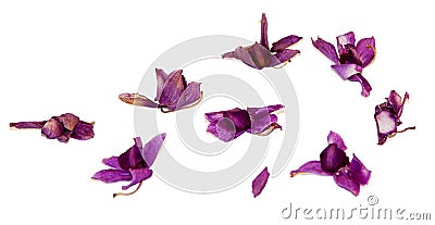 Set of dry multicolored purple orchid Stock Photo