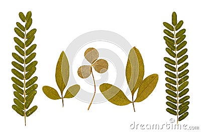 Set of dry pressed leaves of various shapes isolated Stock Photo
