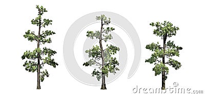 Set of Eastern White Pine trees Stock Photo