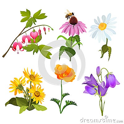 Set of echinacea, bleeding heart flowers, arnica, viola, chamomile, poppy Vector Illustration