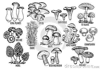 set edible mushrooms Vector Vector Illustration