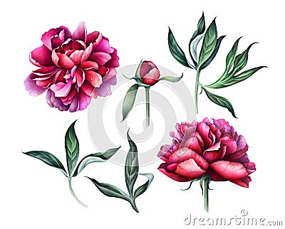 Set of elegant burgundy peonies isolated on white background. Watercolor illustration. Cartoon Illustration